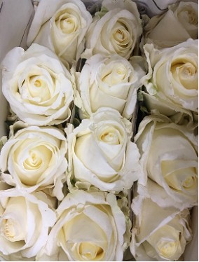 Rosa Col. White Chocolate 70cm