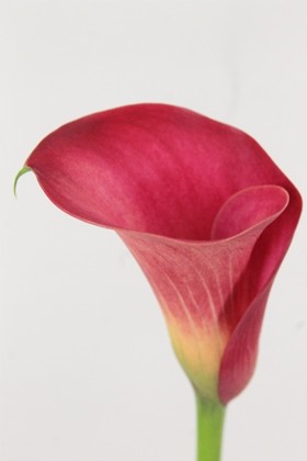 Calla Aruna 50cm