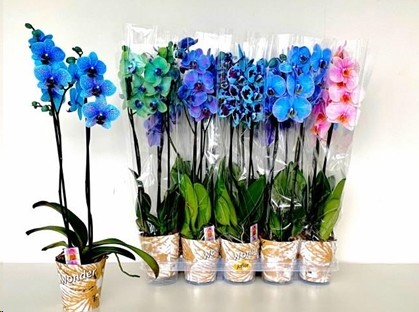 P. Phalaenopsis Ov. Tintada Mixta 12/70cm x10 2T -Joflor-