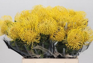 Protea Nutans High Gold 45cm Am.