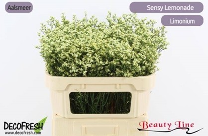 Limonium Hol. Sen. Lemonade 70cm 20gr "T25" Am.