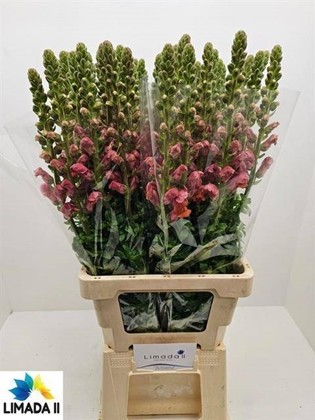 Antirrhinum Italia Orange 80cm (7 Dias - 2)