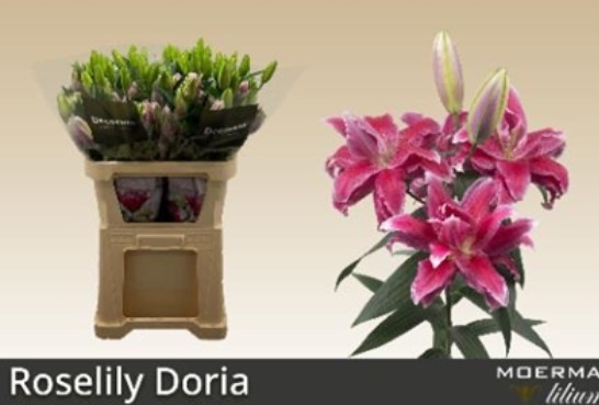 Oriental Hol. Rs. Doble Doria 75cm 2/3 fl. (7 Dias - 2)