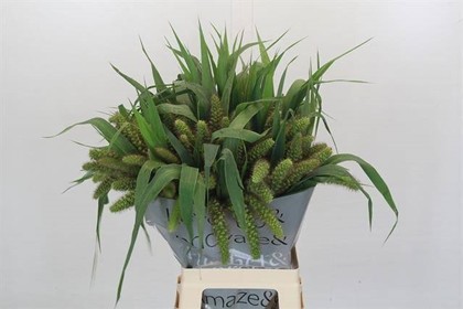 Setaria Italica Lowlander 70cm (7 Dias - 2)