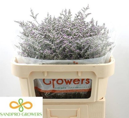 Limonium Hol. Misty Blue 90cm 35gr "T25"