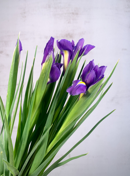 Iris Blue Magic 50cm  (Abierto)