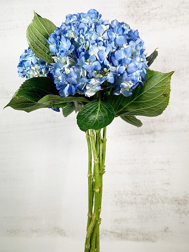 Hortensia Select Shocking Blue 60cm 15/16 (7 Dias - 2)