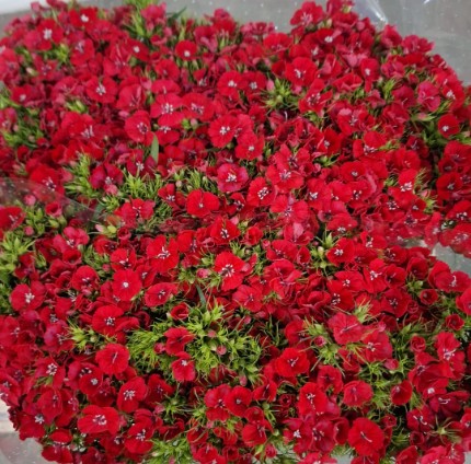 Dianthus Barbatus Italia Red 60cm "T50" (7 Dias - 2)