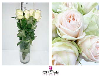 Rosa Hol. Wedding Rose 50cm (7 Dias - 2)