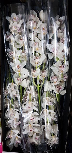 Cymbidium Silver 80cm Bl (7 Dias - 2)