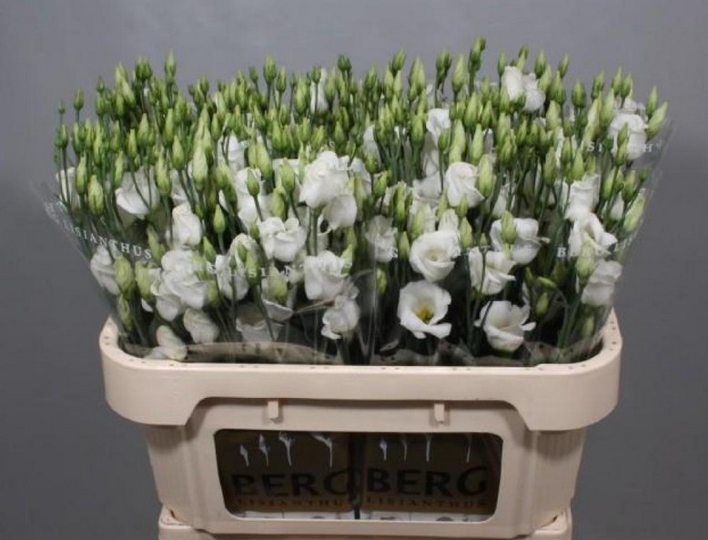 Lisiantus Hol. Piccolo White 70cm 55gr "T10" (7 Dias - 2)