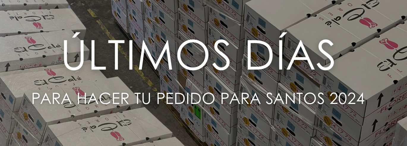 pedidos santos 24