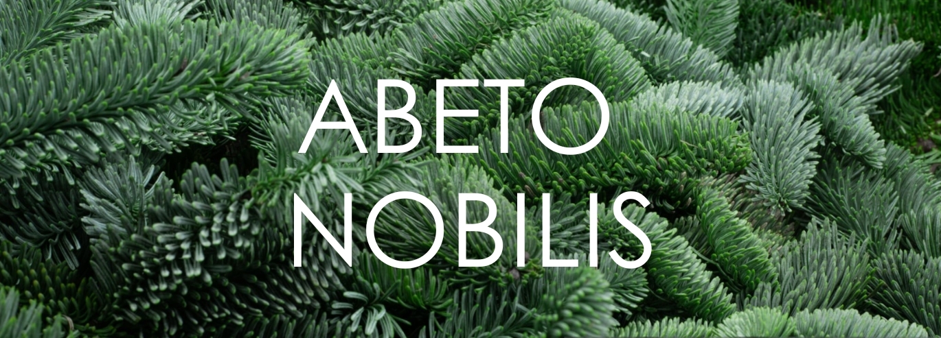 abeto nobilis