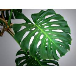 Philodendro Monstera Nac. Mini 30/40cm  10/15cm