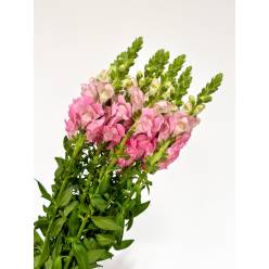 Antirrhinum Nac. Rosa 80cm