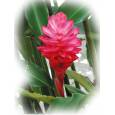 Heliconia Ginger Rojo x5