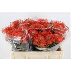 Protea Nutans Succession Roja 50cm