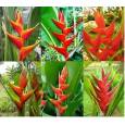 Heliconia Recta Mixta "L"