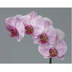 Phalaenopsis Shangai x25