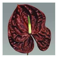 Anthurium Nac. Tropic Night 11  "CC16"