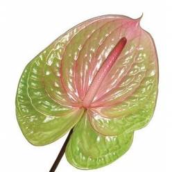 Anthurium Hol. Danielle 15  "CC10"