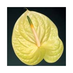 Anthurium Hol. Marysia 15  "CC10"