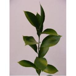 Ruscus 70cm "x50 tallos"