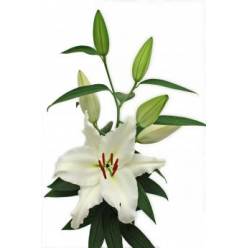 Oriental Hol. Bl. Premium Blond 80cm 2/3 flores