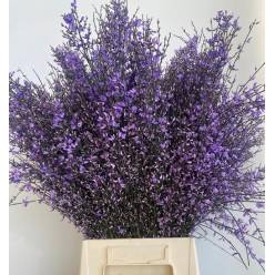 Ginestra Tintada Milka 70cm 400gr