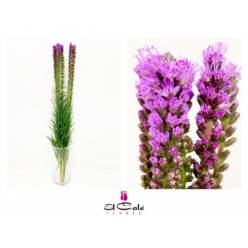 Liatris Hol. 80cm