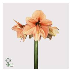 Amaryllis Rilona "CC12"