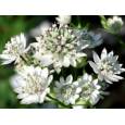 Astrantia Billion Star 70cm x10 Blanco