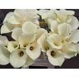 Calla Snowstar 70cm