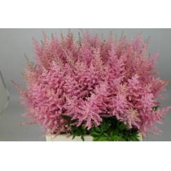 Astilbe Erika 60cm x10