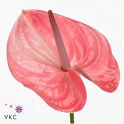 Anthurium Hol. Sonate Royal "CC12" Rs