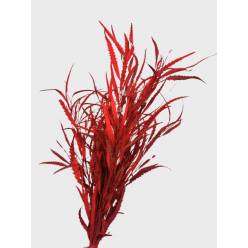 Grevillea Pintada Rojo 75cm 200gr