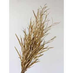 Grevillea Pintada Oro 75cm 200gr