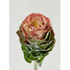 Brassica Nac. Blanca Purpurina Rojo