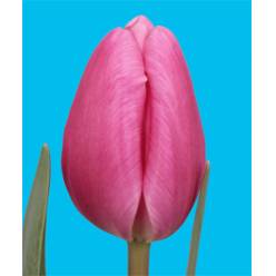 Tulipan Hol. Jumbo Pink 40cm