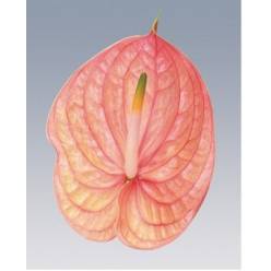 Anthurium Hol. Nunzia 13  "CC12"