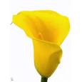 Calla Goldcup 70cm Amarilla