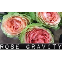 Rosa Hol. Gravity 50cm x10 Bi.