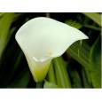 Calla Gr. Hol. Colombe Paix 80cm x5