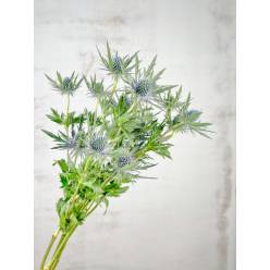 Eryngium Hol. Orion Qstar 40cm