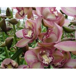 Cymbidium x6 Pink Prelude Morado