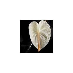 Anthurium Hol. Presence 13  "CC12"