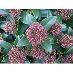 Skimmia Rubella 45cm