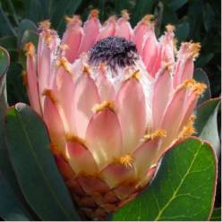 Protea Magnifica Rosa 60cm