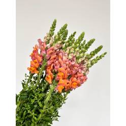 Antirrhinum Nac. Naranja 80cm