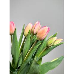 Tulipan Hol. Carola Rosa 40cm "T10"